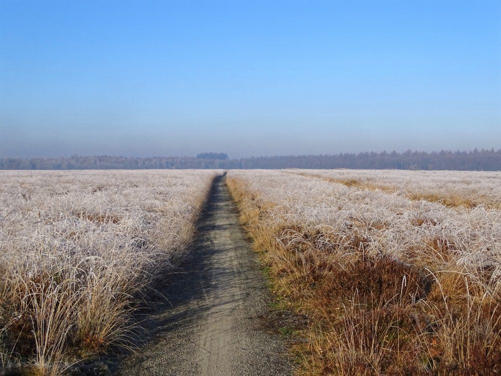 Noordsche veld